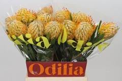 Leucospermum Goldie 50cm