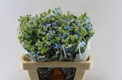 Oxypetalum Tanioka Pure Blue 55cm