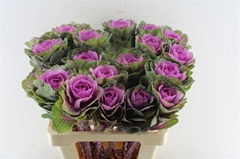 Brassica Red Crane 60cm