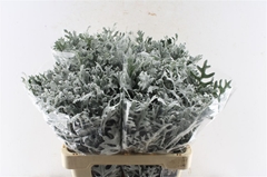 Jacobaea Senecio Maritima 60cm