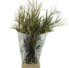 Grevillea Ivanhoe Bronze Per Bunch 70cm