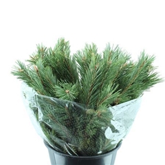 Pinus Mugo Per Bunch 60cm 400gr.