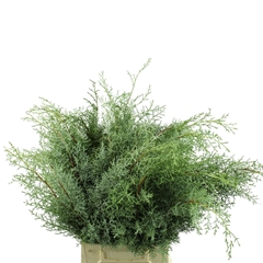Cupressus Sempervirens 50cm