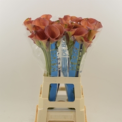 Zantedeschia Sunset Passion 80cm