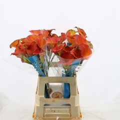 Zantedeschia Sunset Passion 60cm