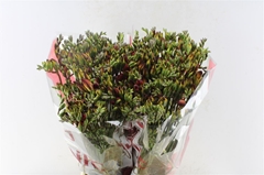 Freesia Double Fuego 50cm 20gr.