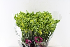 Freesia Double Grandeur 50cm 20gr.