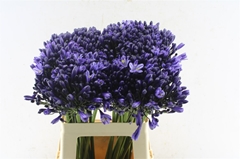 Agapanthus Everpanthus Poppin' Star 60cm