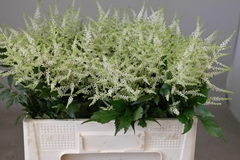 Astilbe Washington 55cm