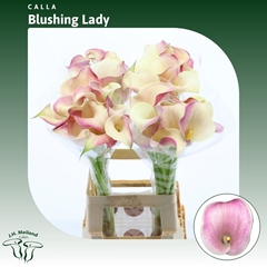 Zantedeschia Blushing Lady 70cm