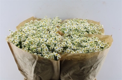 Tanacetum Single Vegmo 65cm
