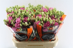 Eustoma Double Rosita Rose Pink 70cm