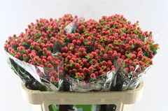 Hypericum Tomato Flair 70cm
