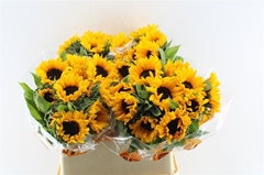 Helianthus Orange Fire 75cm