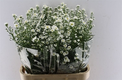 Aster Monte Casino Improved 85cm 35gr.
