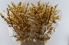 Ilex Magical Citronella 100cm