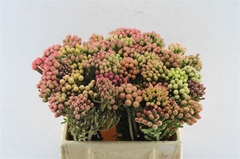 Brunia Laevis Red 40cm 23+