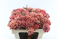 Brunia Laevis Red 50cm 23+