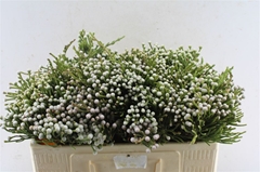 Brunia Noduliflora 50cm