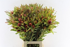 Leucadendron Ayoba Cherry Pearl 70cm Spray