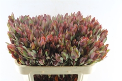 Leucadendron Senorita 70cm Spray