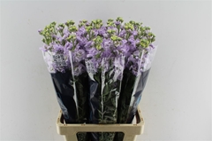 Matthiola Iron Marine 70cm