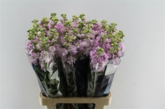 Matthiola Iron Cherry Blossom 70cm