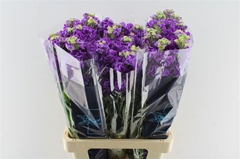 Matthiola Iron Purple 70cm
