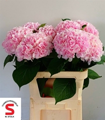 Hydrangea Verena 80cm 16-18cm Hd