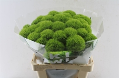 Dianthus Barb Kiwi Mellow 60cm