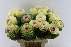 Brassica White Crane 65cm