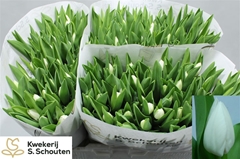Tulip Single Royal Virgin 35cm 35gr.