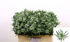 Eryngium Sirius Questar 50cm