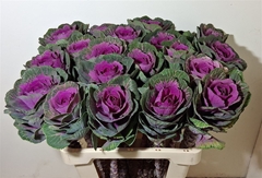Brassica Red Crane 60cm