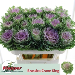 Brassica Crane King 70cm