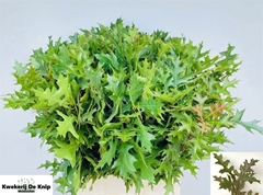 Quercus Palustris 80cm