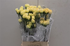 Dianthus Single Golden Gate 70cm