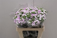 Dianthus Barb Rose Magic 55cm