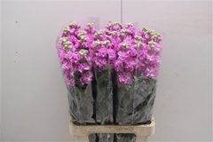Matthiola Iron Pink