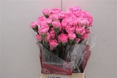 Dianthus Single Tonic Golem 70cm