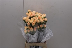 Dianthus Single Caroline Gold 70cm