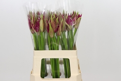 Nerine Mister Nick 60cm