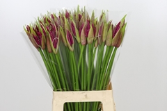 Nerine Mister Nick 70cm