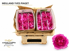 Rosa Meilland Yves Piaget 50cm