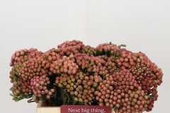 Brunia Laevis Red 35cm