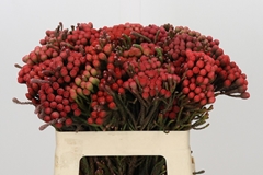 Brunia Laevis Red 60cm