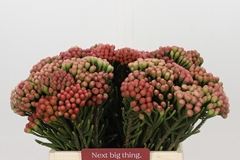 Brunia Laevis Red 40cm