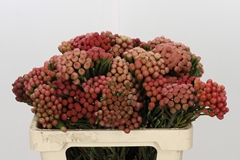 Brunia Laevis Red 55cm