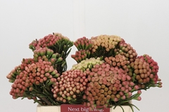 Brunia Laevis Red 40cm