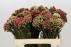 Brunia Laevis Red 60cm